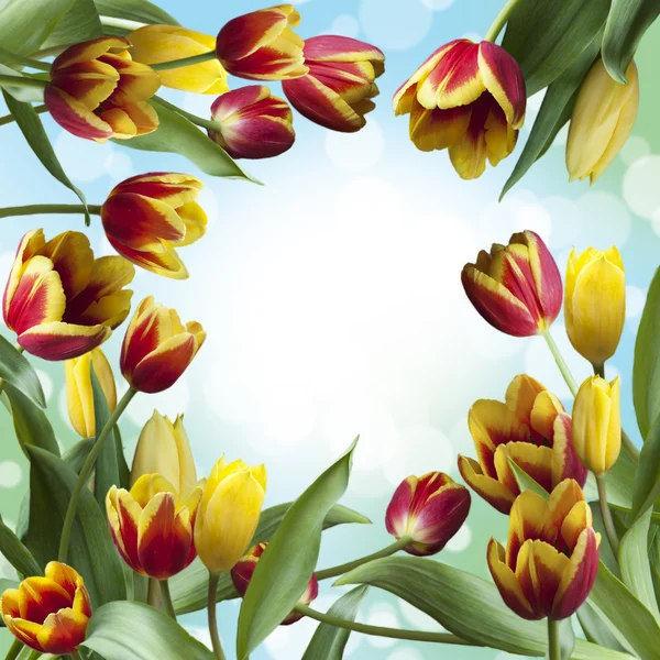 Beautiful tulips — Stock Photo, Image