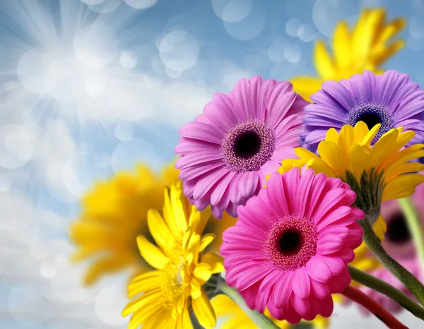 Strauß Gerbera — Stockfoto