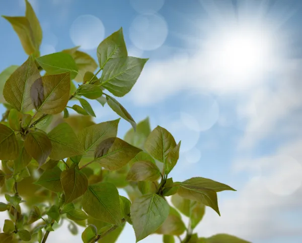 Zweig mit grünen Blättern — Stockfoto