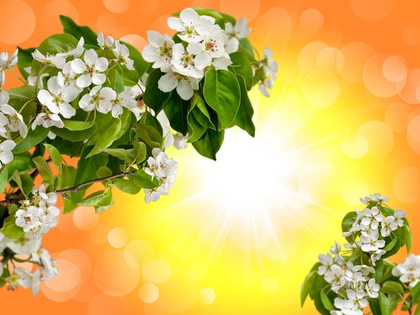 Flowers of an Apple tree in the sky — Stock Photo, Image