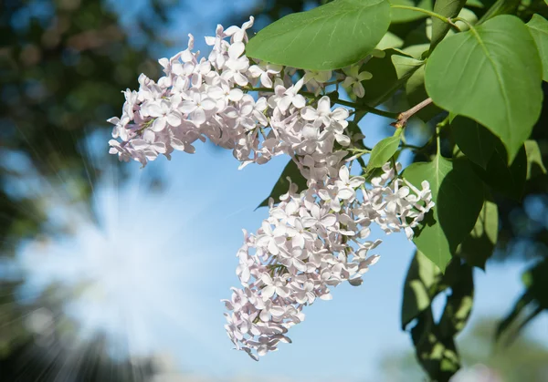Branch of lilac — Stock Photo, Image