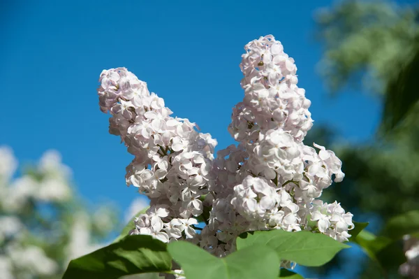 Flowering branch of lilac — Stock Photo, Image