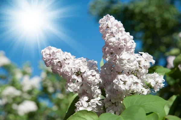 Flowering branch of lilac — Stock Photo, Image