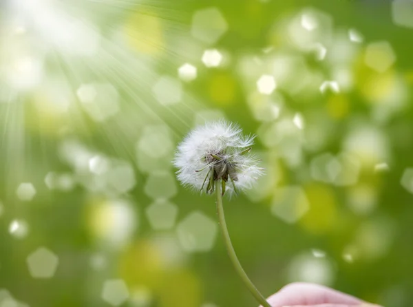 Dandelion dalam angin — Stok Foto