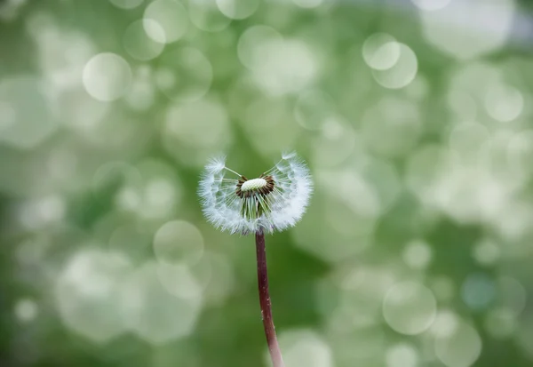 Diente de león en el viento —  Fotos de Stock