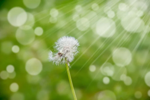 Dandelion dalam angin — Stok Foto