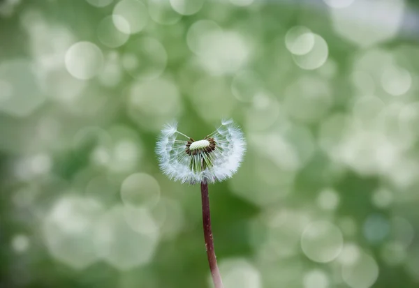 Dandelion in the wind — Stock Photo, Image