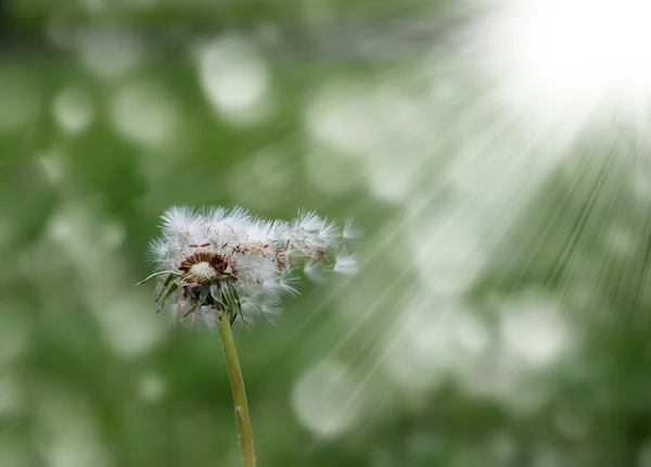 Dandelion dalam angin — Stok Foto