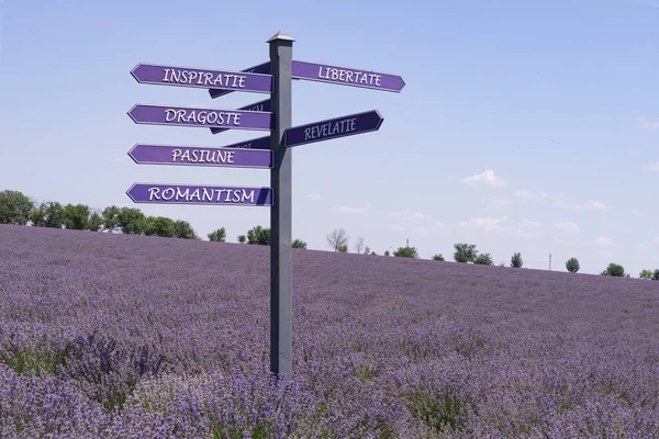 Mavi gökyüzüne karşı lavanta alanı işaretçisi