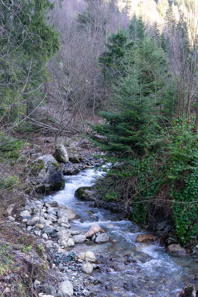  Bir dağ ormanında nehir yatağı boyunca akıntılı, karanlık ve aydınlık taşlarla dolu bir dağ nehri.