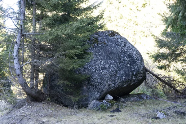 Uma Enorme Pedra Cinzenta Perto Abeto Borda Floresta — Fotografia de Stock