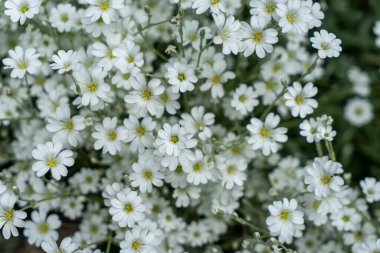 Yeşil arka planda beyaz yaz çiçekleri