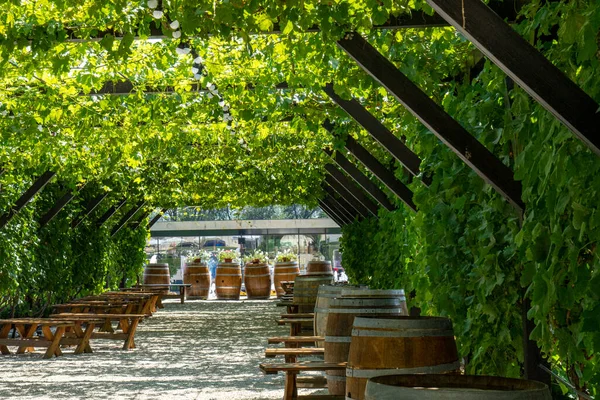 Gazebo Covered Vines Wooden Benches Sitting Wooden Barrels Instead Tables — Foto de Stock