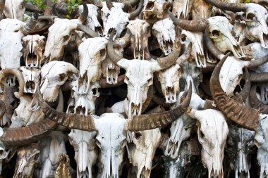Buffalo skull 5