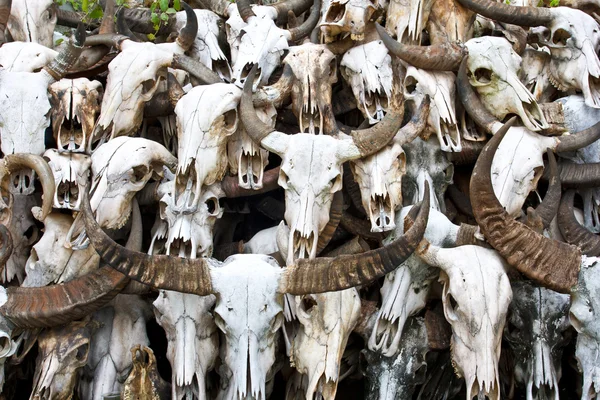 Buffalo skull 5 — Stock Photo, Image