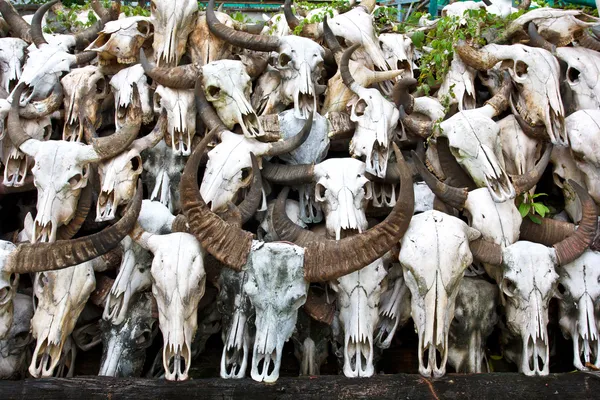 Buvolí lebka v chrám v Thajsku — Stock fotografie