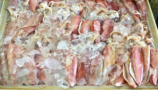 Fresh squids 4 — Stock Photo, Image