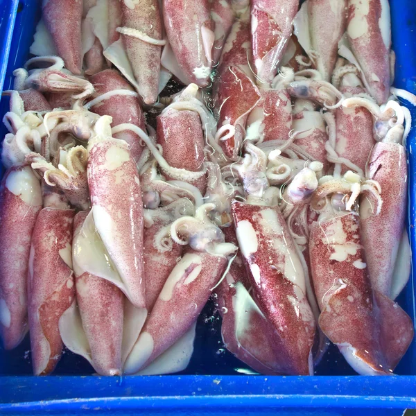 新鲜鱿鱼 — 图库照片