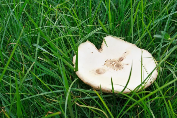Mushrooms on the Grass — Stock Photo, Image