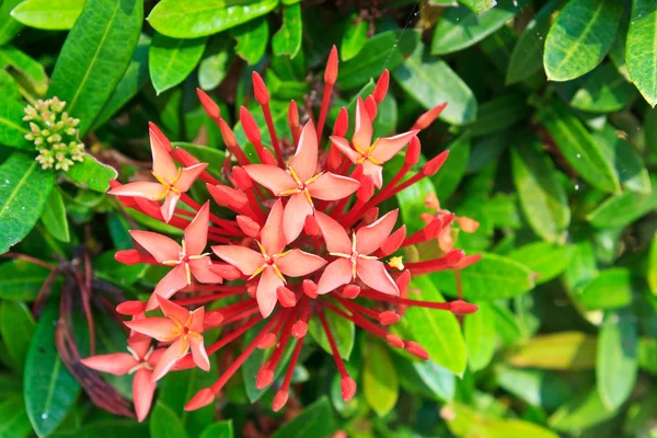 Red ixora coccinea flower — Stock Photo, Image