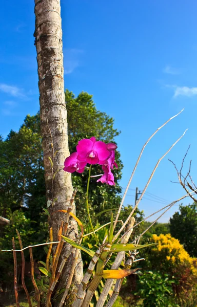 Orquídea rosa 4 — Foto de Stock