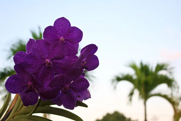 Purple orchid2 — Stock Photo, Image