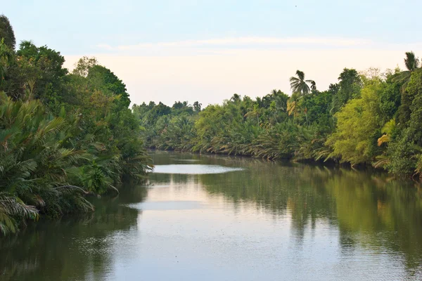 River in the jungle4 — Stock Photo, Image