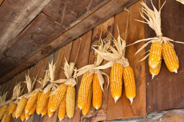 eski corn1