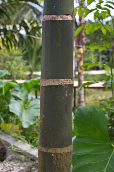 Bamboo — Stock Photo, Image