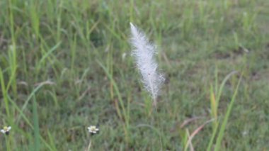 움직이는 식물 잔디flora otların hareket