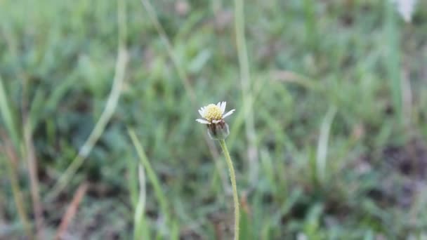 Herbe florale en mouvement 
