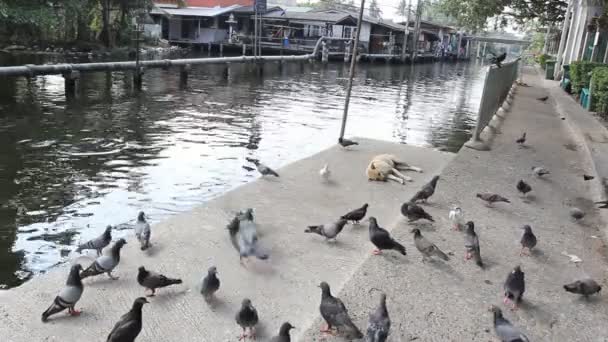 Bird feeding with bread HD — Stock Video