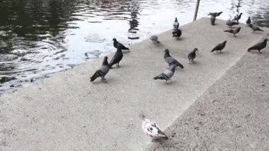 Kuş besleme ile ekmek Hd