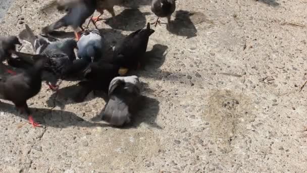 Fågel utfodring Hd — Stockvideo