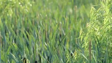 Reed su kenarı boyunca görünümünü yakın çekim