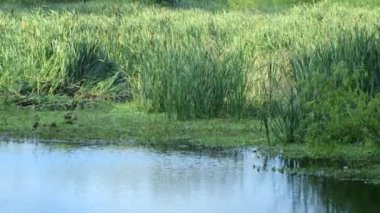 Bataklık suyu yeşil reed ile