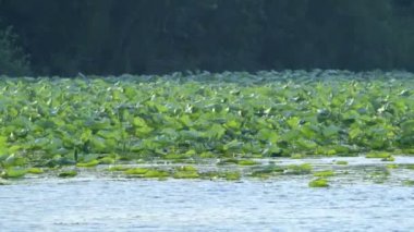 Zambak yastıkları doğal manzaralı suda yüzen