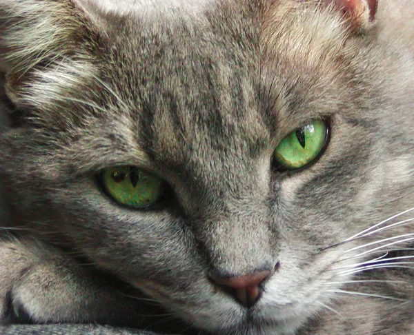 Cat with green eyes — Stock Photo, Image