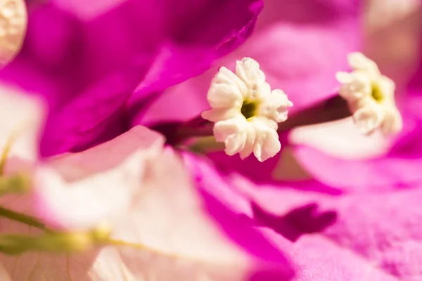 Close-up bougainvillea bloei — Stockfoto