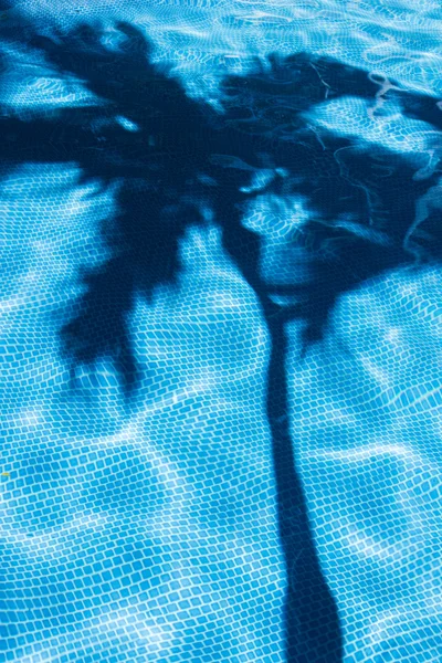 수영장에 팜 나무 그림자 — 스톡 사진