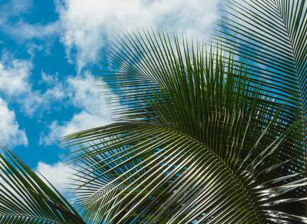 Palm leaves on blue sky — Stock Photo, Image