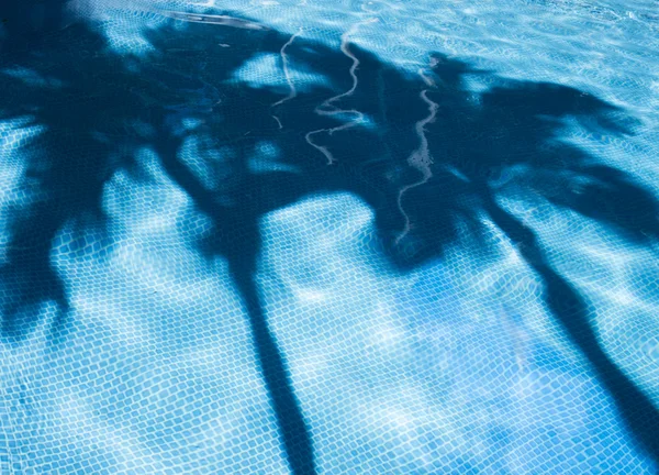 PLAM boom schaduwen in zwembad — Stockfoto