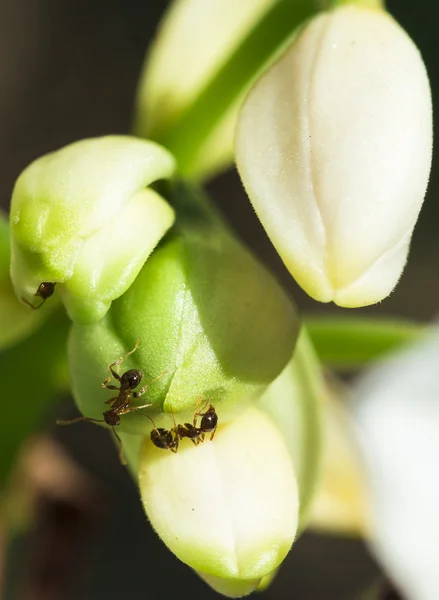 Orchid bud met mieren — Stockfoto