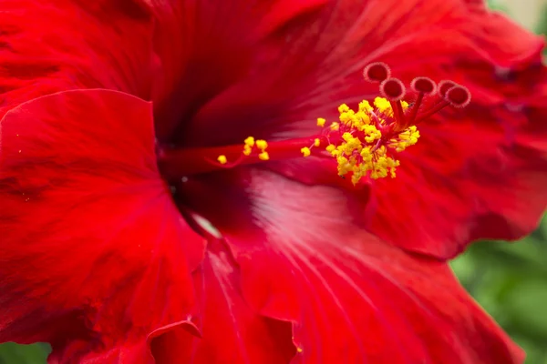 Hibiscus rojo grande —  Fotos de Stock