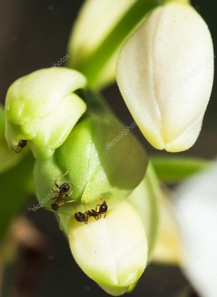 Orchid Bud with Ants