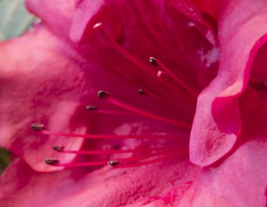 tropikal kırmızı çiçek