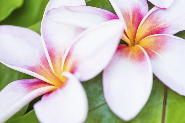 Två hawaiian plumerias — Stockfoto