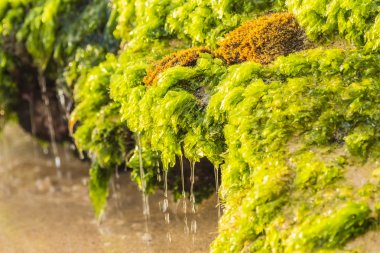 Makro yosunlu beach rock 1