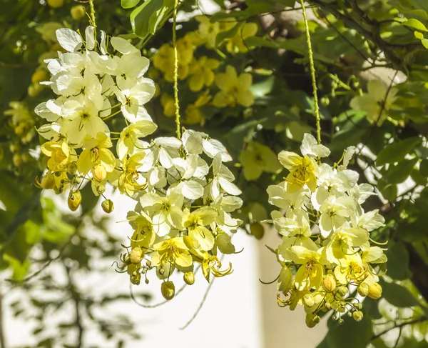 ハワイアン ・ レインボー シャワー ツリーの花 — ストック写真