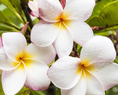 Üç plumeria